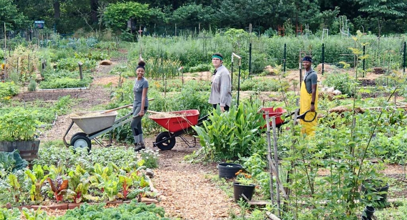 Three people pushing wheelbarrows pause for a photo amongst a green garden.